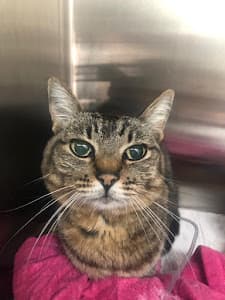 Centro Veterinário Pet Care - Pacaembu em null