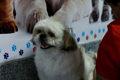 Hiro Pets: Banho e Tosa, Pet Shop, Creche e Hotel para Cães na Vila da Saúde em null