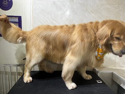 Lord Billy Petshop em null