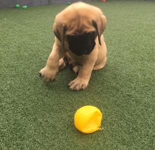Hospital Veterinário 24 Horas - Covet Diagnóstico Veterinário em null