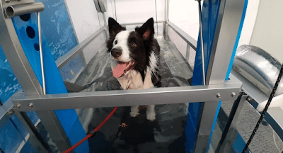 Fisio Care Pet Moema - Fisioterapia, Ortopedia, Neurologia, Ozonioterapia e Acupuntura Veterinária em null