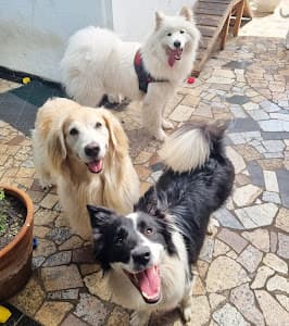 Clínica Veterinária - Amor Amigo em null